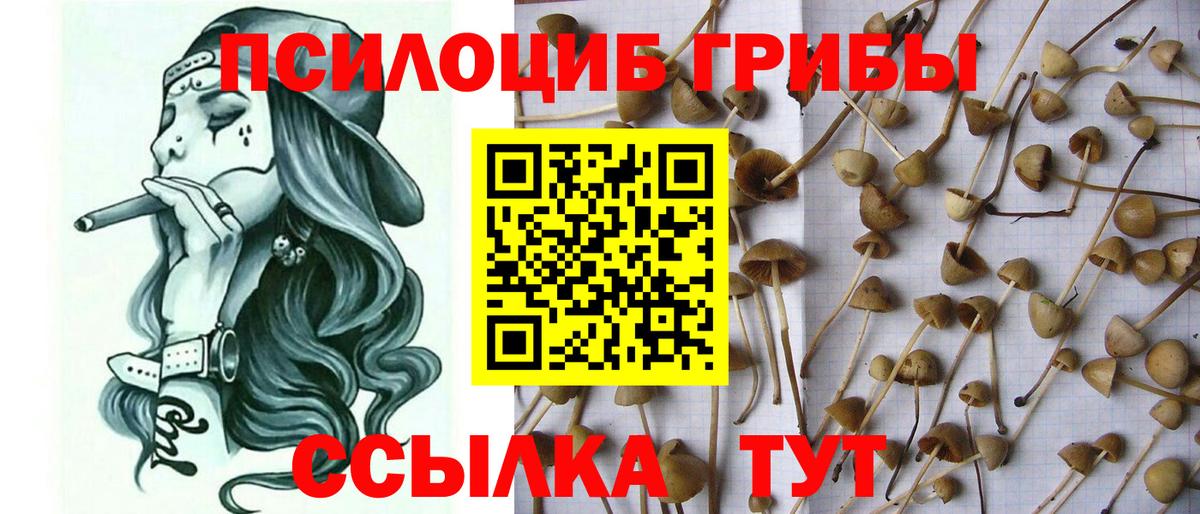 Псилоцибиновые грибы Psilocybe Кострома